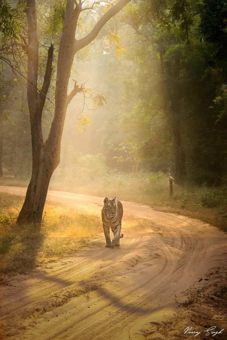 Wildlife Escapes — tiger safari in India's national parks